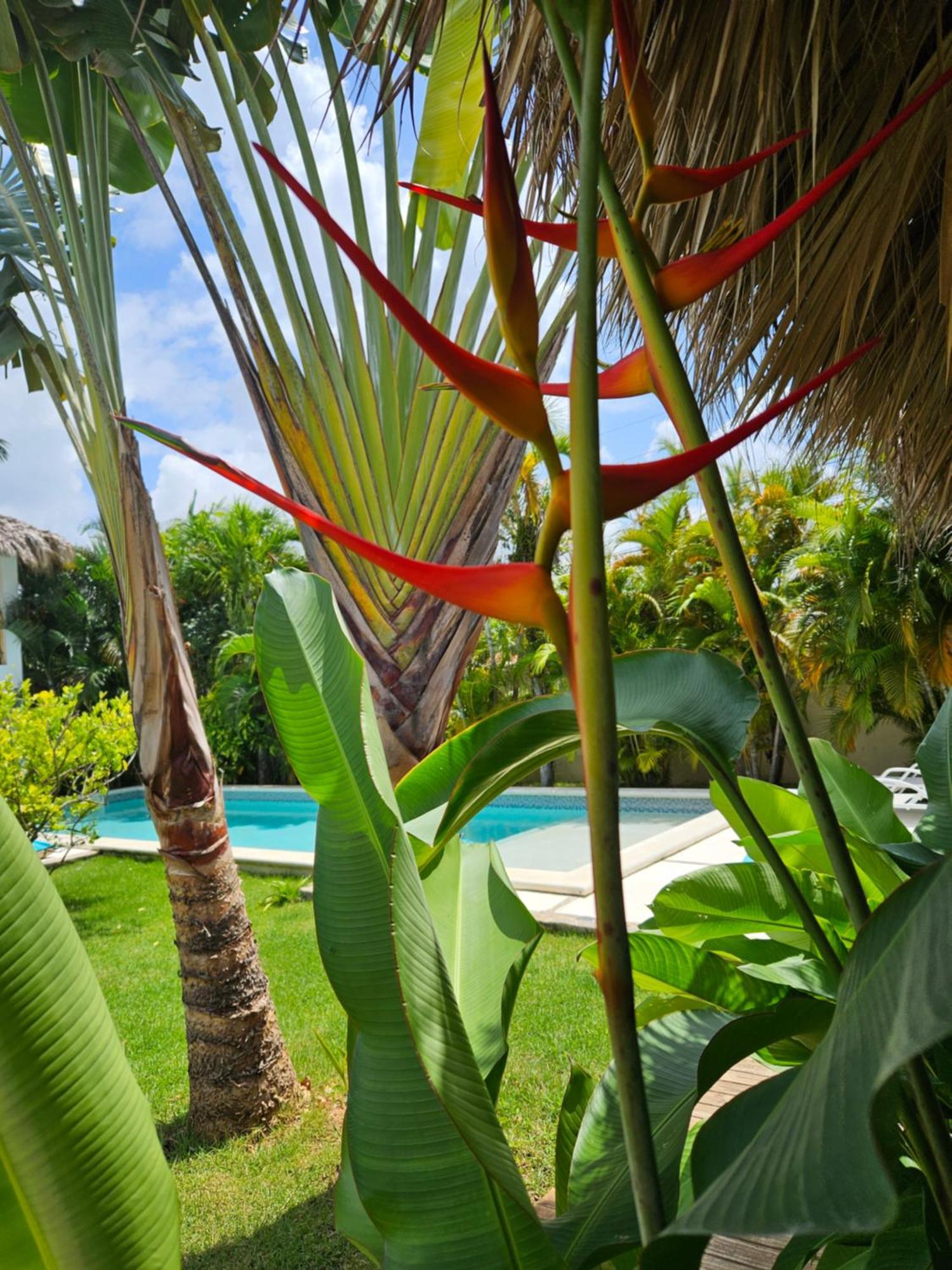 Casa Shambala B&B Las Terrenas Extérieur photo